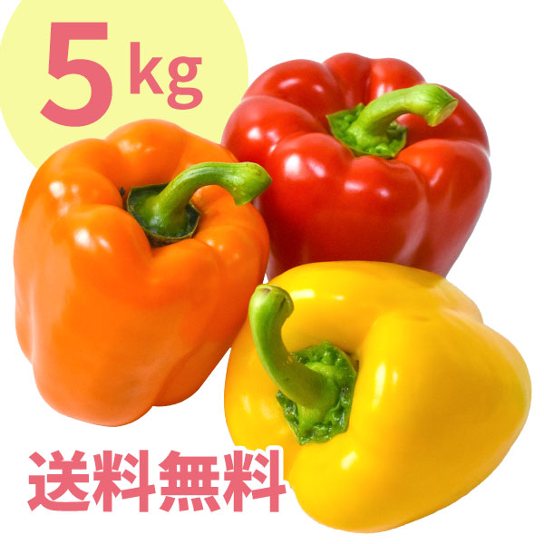 高知県産パプリカ ５kg（送料無料）