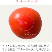 sc-202306-t01