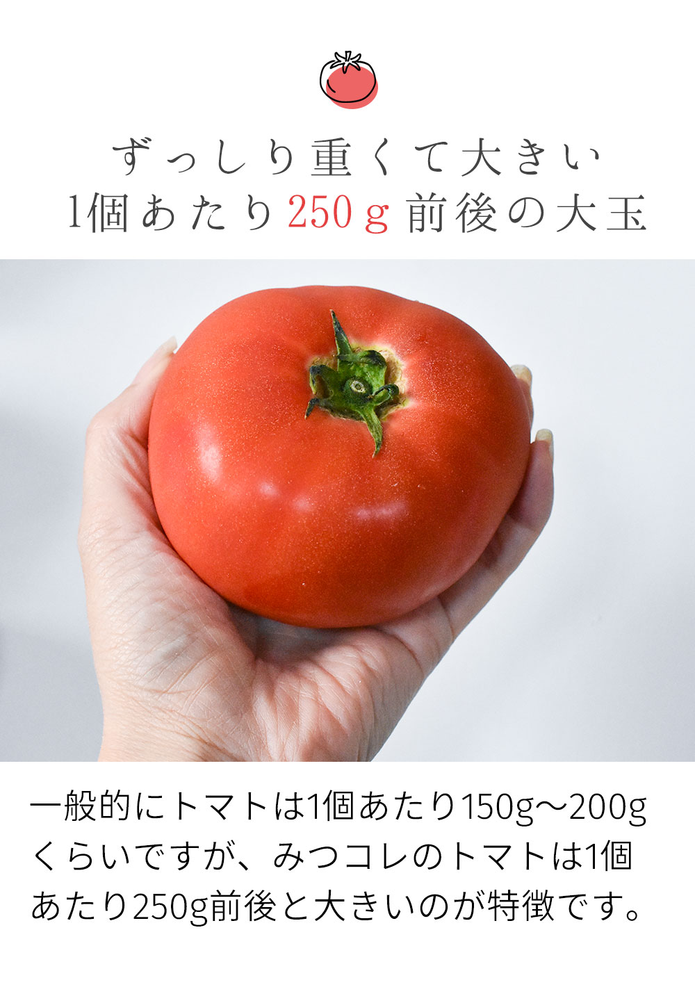 兵庫県丹波産トマト