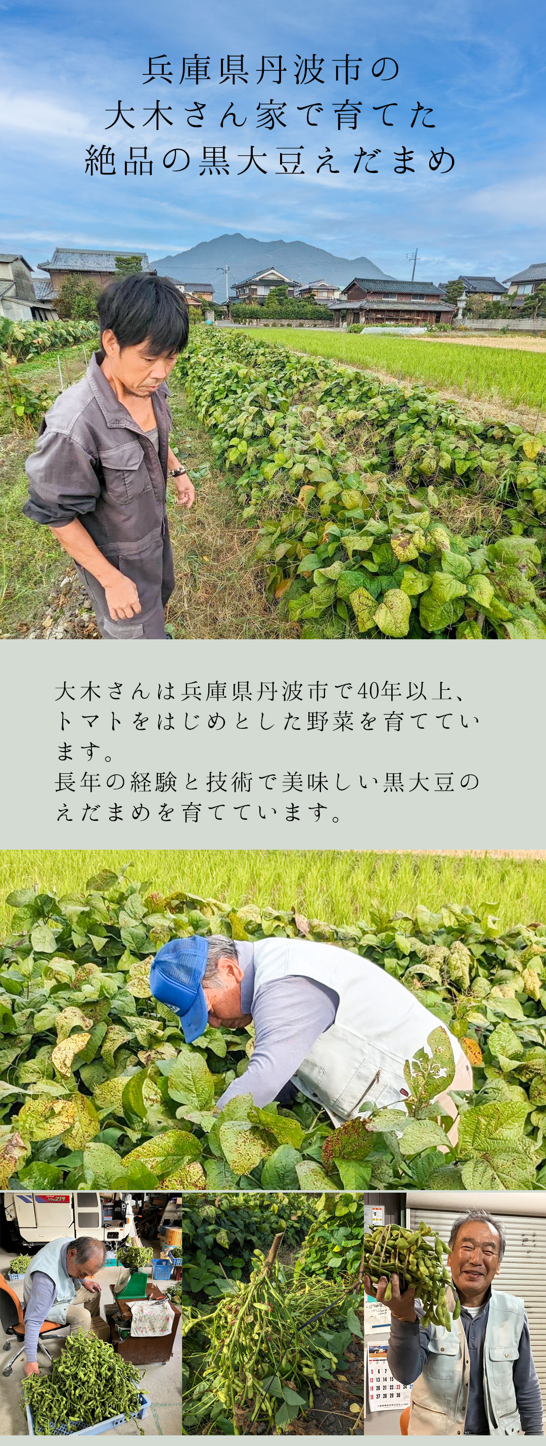 兵庫県丹波産 黒大豆のえだまめ 2kg（送料無料）