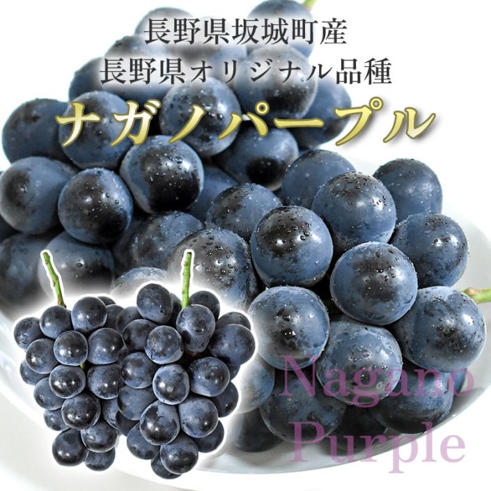 sc-202408-np01