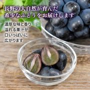 sc-202408-np01