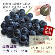 sc-202408-np01