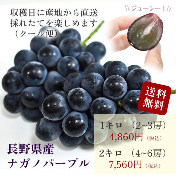 sc-202408-np01