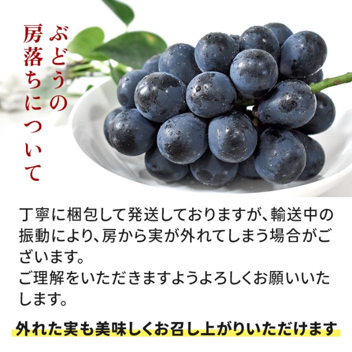 sc-202408-np01