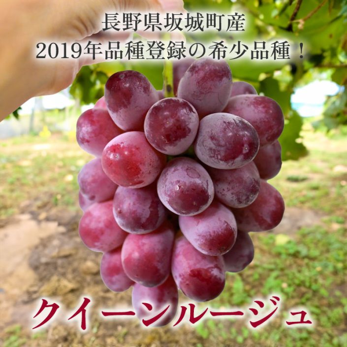 sc-202408-qr01