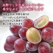 sc-202408-qr01