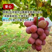 sc-202408-qr01