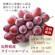 sc-202408-qr01