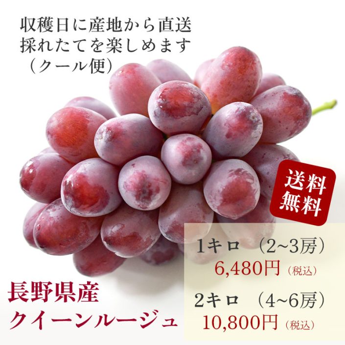 sc-202408-qr01