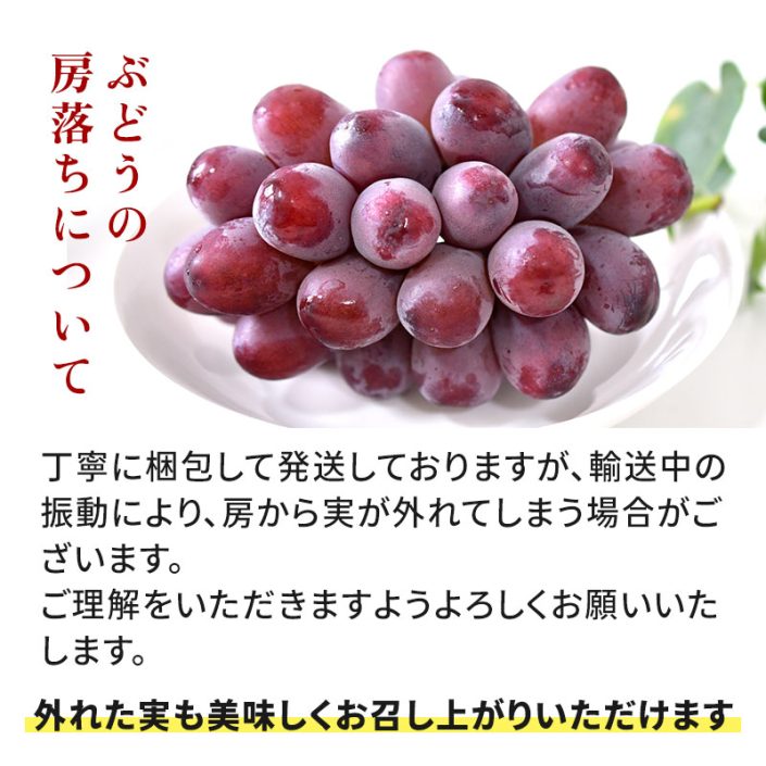 sc-202408-qr01