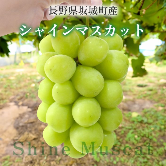 sc-202409-shm01