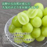 sc-202409-shm01