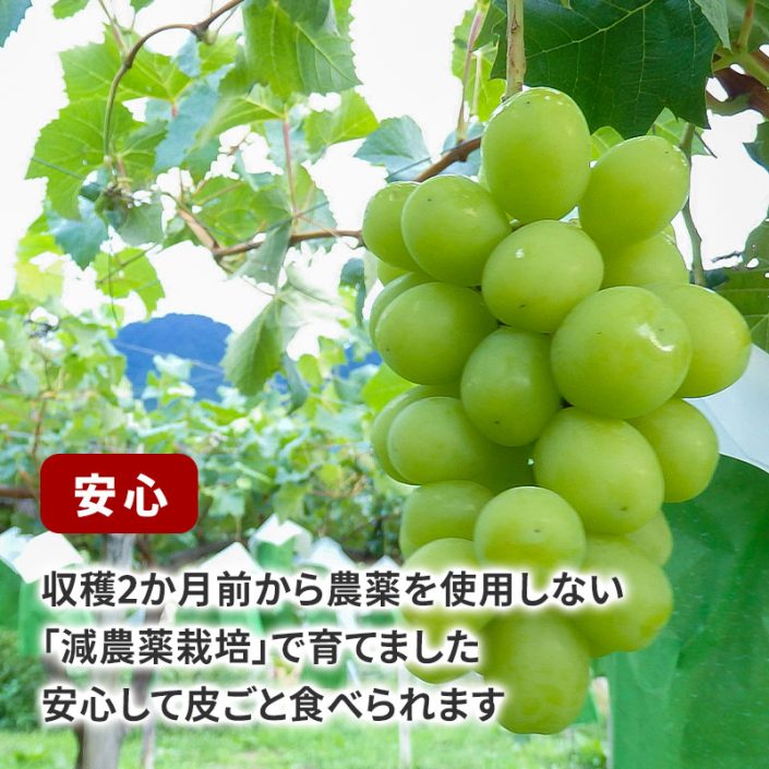 sc-202409-shm01
