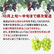 sc-202409-shm01