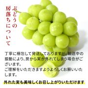 sc-202409-shm01