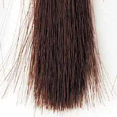 Nブラウン 実際の毛色イメージ